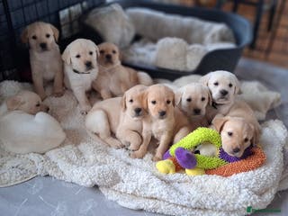 Labrador Retriever dogs Labrador puppies ready to leave. - Advert 1