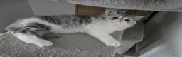 Persian cats for sale: Adorable Silver Tabby Persian Kitten for Sale  - Advert 14
