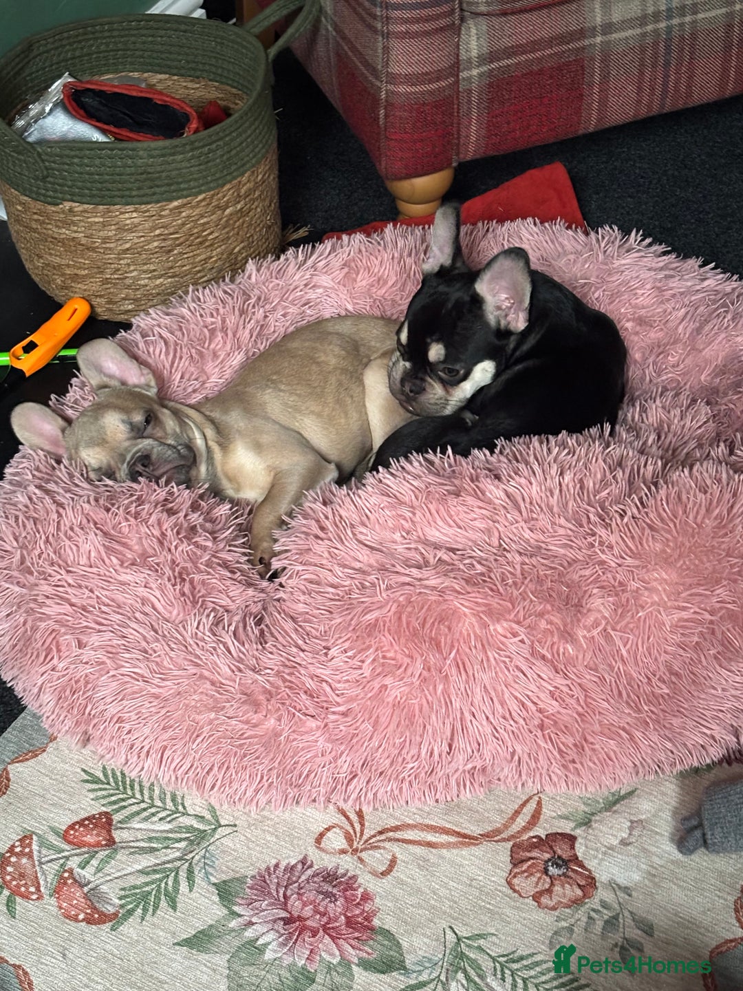 French Bulldog dogs for sale: Two FrenchBull dog Brothers - Advert 4