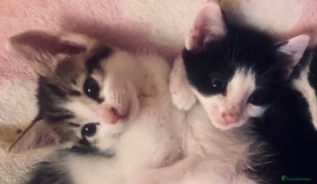 Mixed Breed cats Adorable Maine Coon Mix Kittens 🧡🤎🖤🤍 - Advert 2