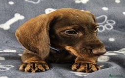 Dachshund dogs for sale: Stunning KC Registered Dachshund Puppies in Cheadle - Image 28