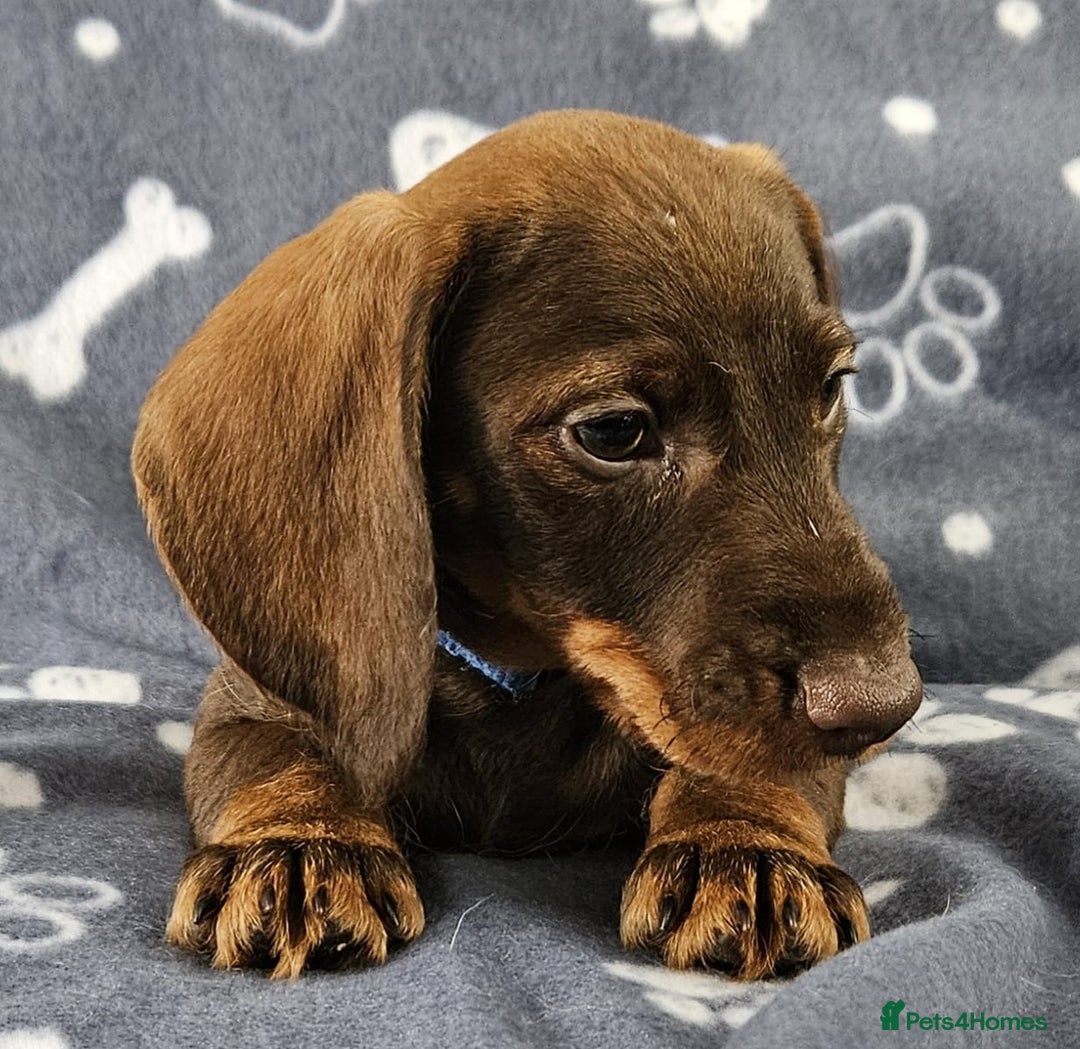 Dachshund dogs for sale: Stunning KC Registered Dachshund Puppies in Cheadle - Image 28