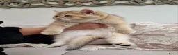 British Shorthair cats for sale: British Shorthair Golden Chinchilla Kittens - Advert 11