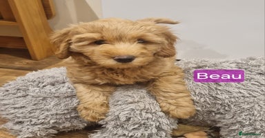 Labradoodle dogs - Advert 14