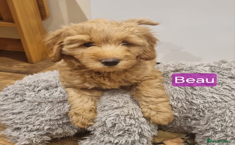 Labradoodle dogs - Advert 11