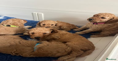 Miniature Poodle dogs - Advert 2
