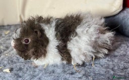 Guinea Pig rodents for sale: Lunkarya Guinea Pig Babies - Image 2