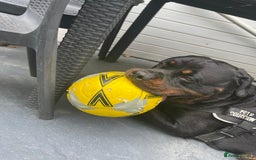 Rottweiler dogs for sale: Loveable friendly Rottweiler  - Image 5