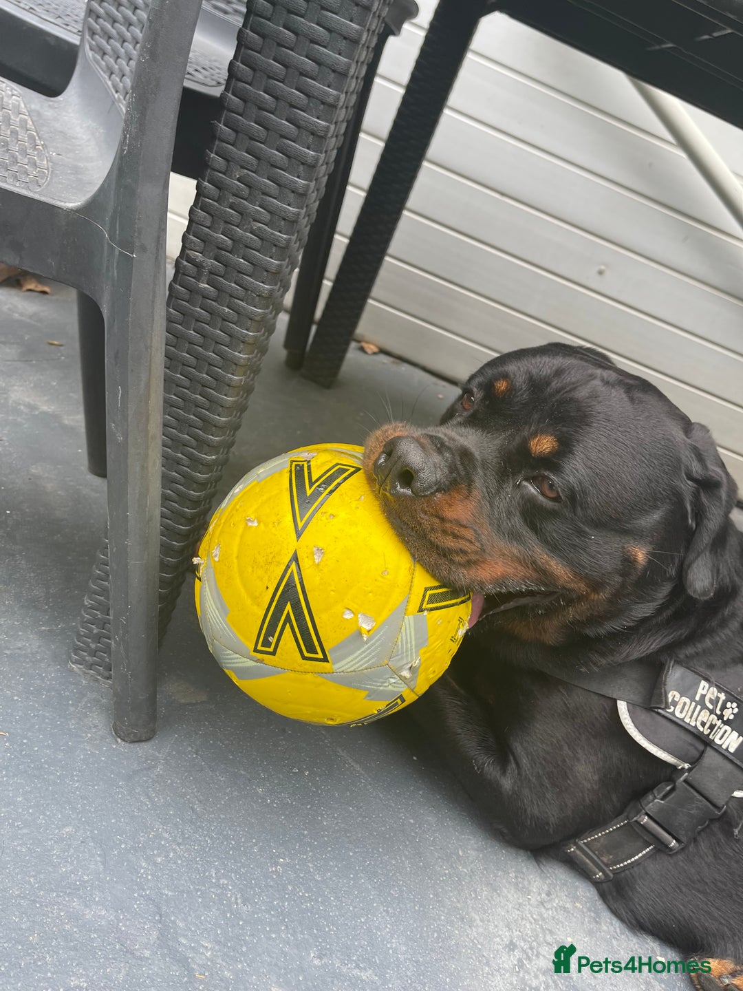 Rottweiler dogs for sale: Loveable friendly Rottweiler  - Image 5