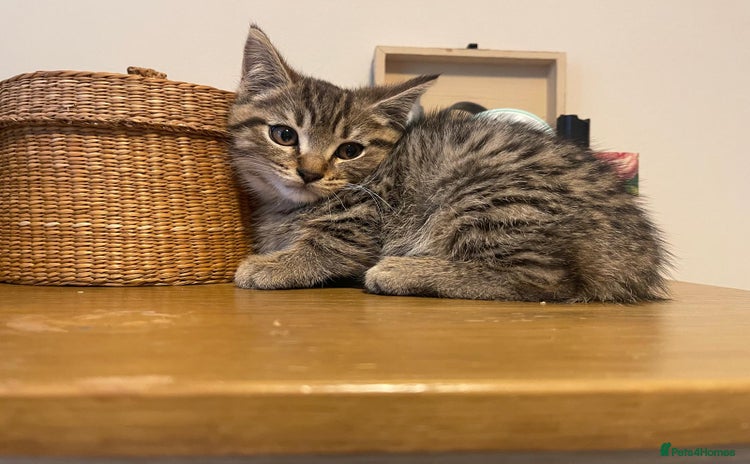 Scottish Fold cats - Advert 9