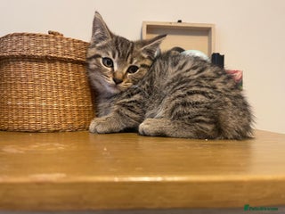 Scottish Fold cats - Advert 18