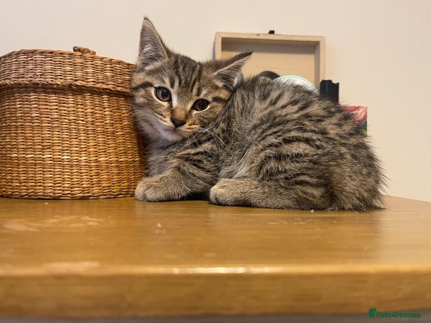 Scottish Fold cats - Advert 9