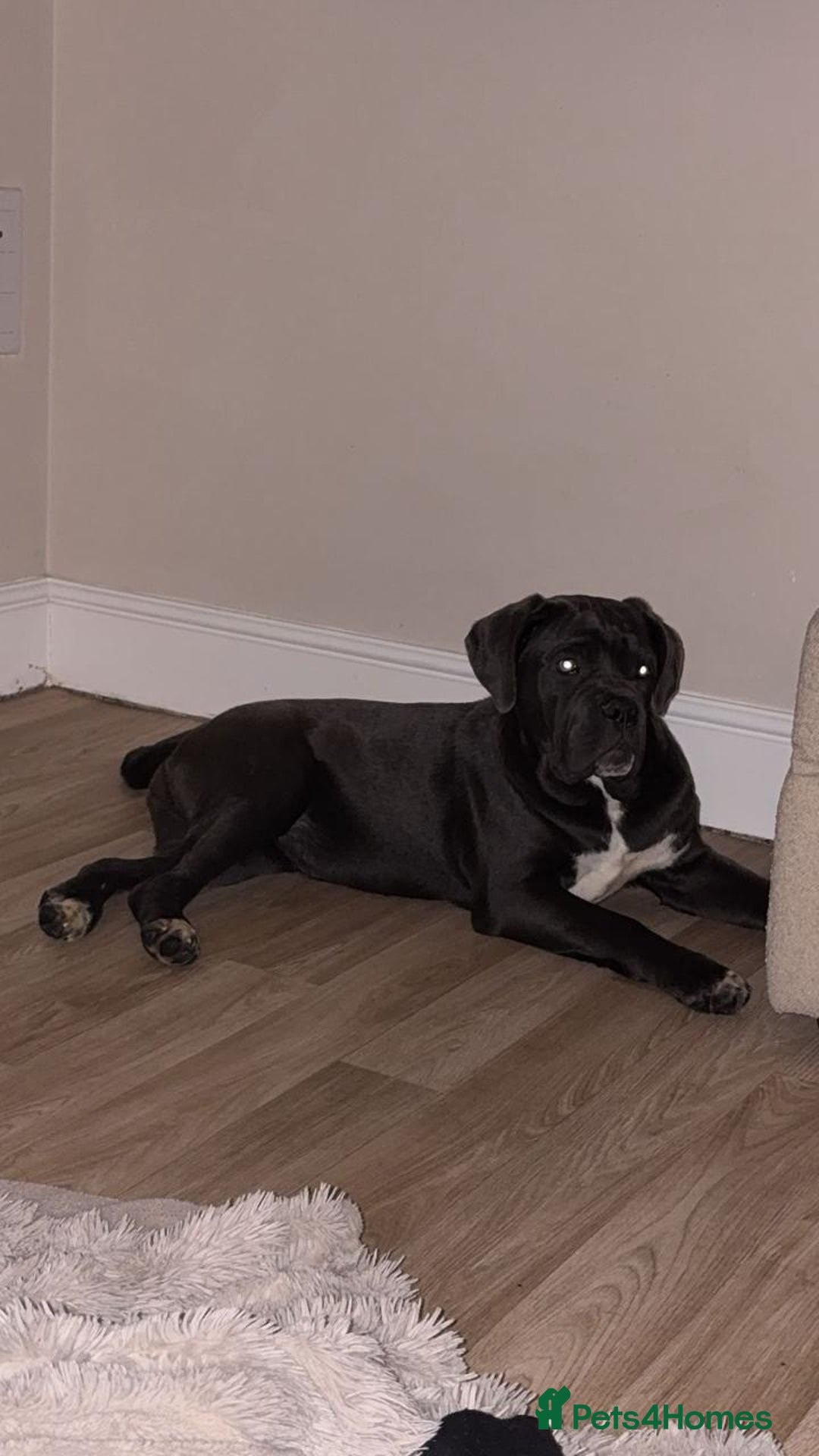 Cane Corso dogs for sale: Beautiful girl available  - Advert 2