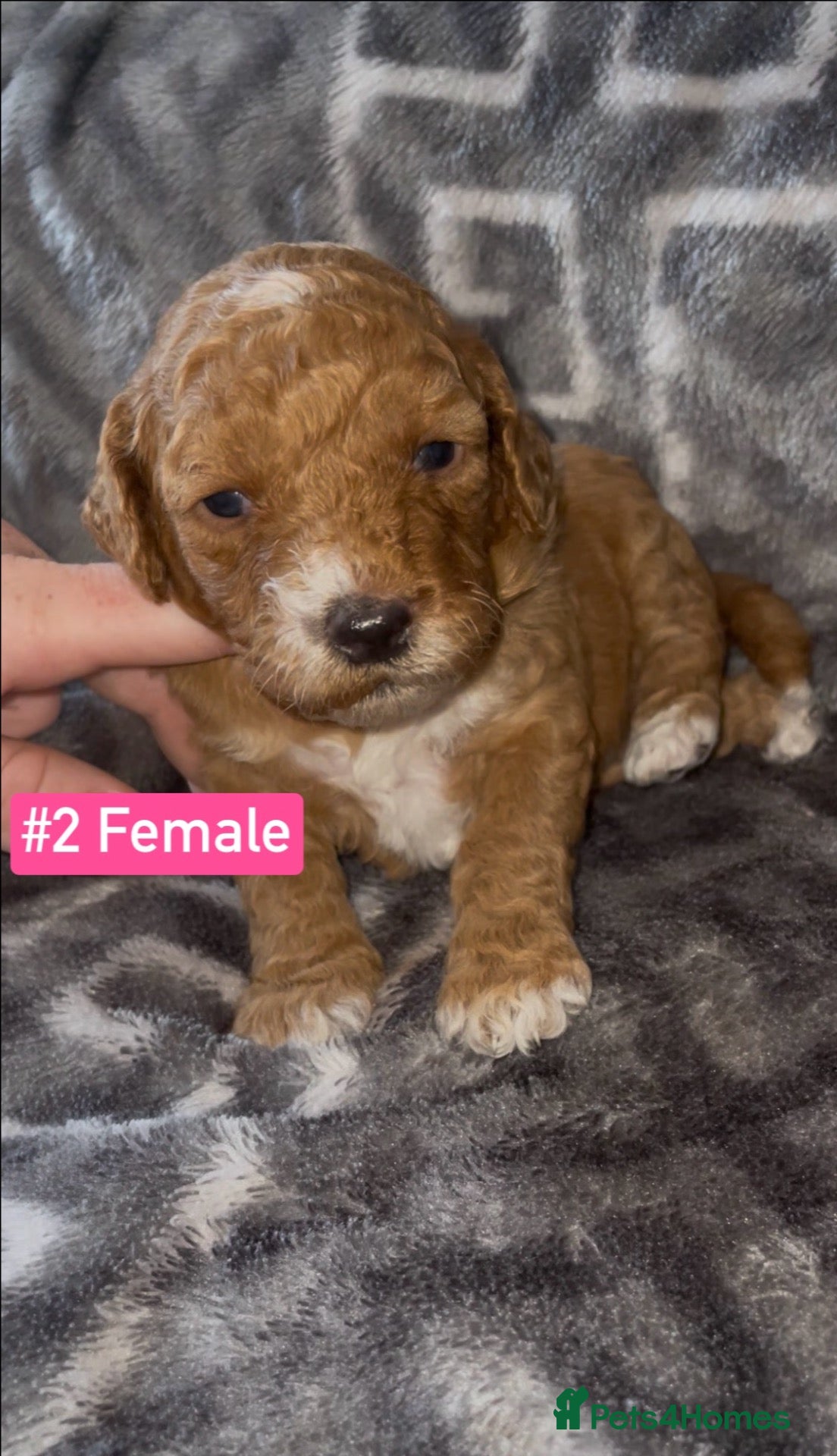 Cockapoo dogs F1B Cockapoo Puppies  - Advert 2