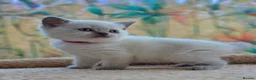 British Shorthair cats for sale: Stunning BSH Blue eyed Colour Point Kittens - Advert 3