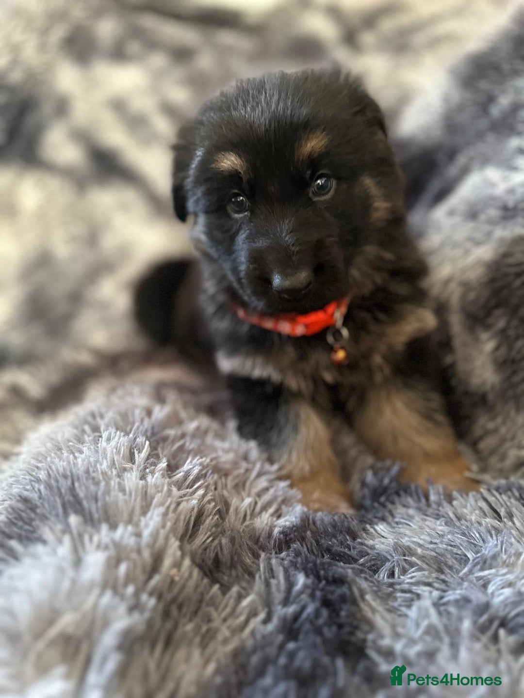 German Shepherd dogs for sale: READY TO LEAVE German shepherd puppies - Advert 5