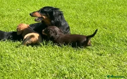 Miniature Dachshund dogs for sale: Dachshund  - Image 6