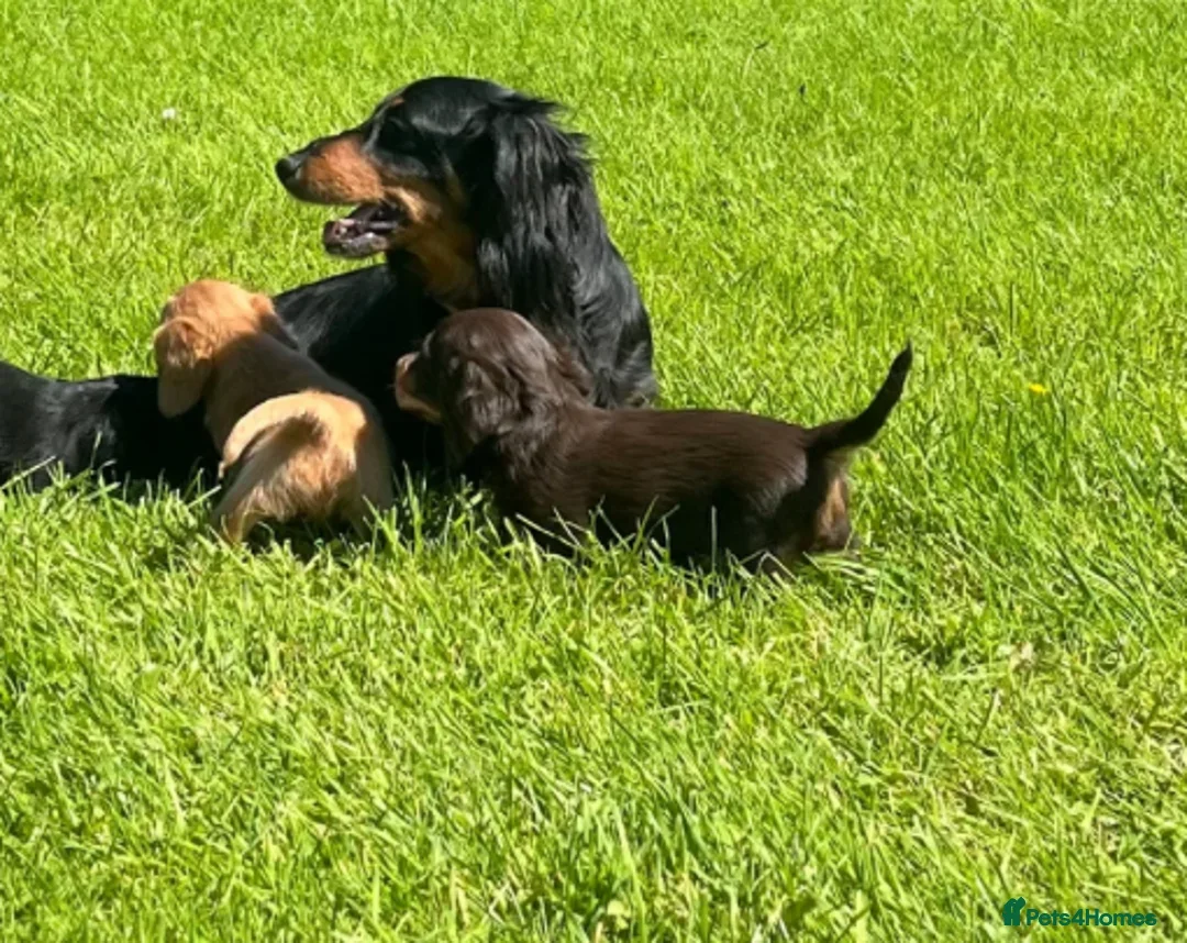 Miniature Dachshund dogs for sale: Dachshund  - Image 6