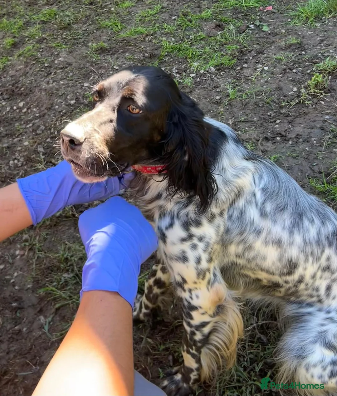 English Setter dogs for adoption: Beltza - Advert 2