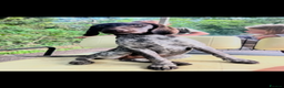 German Shorthaired Pointer dogs for sale: The perfect family dog!  - Advert 1