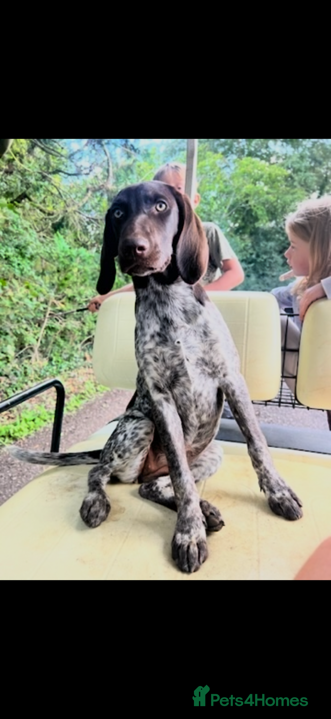 German Shorthaired Pointer dogs for sale: The perfect family dog!  - Advert 1