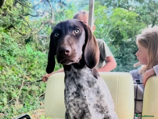 German Shorthaired Pointer dogs The perfect family dog! - Advert 16