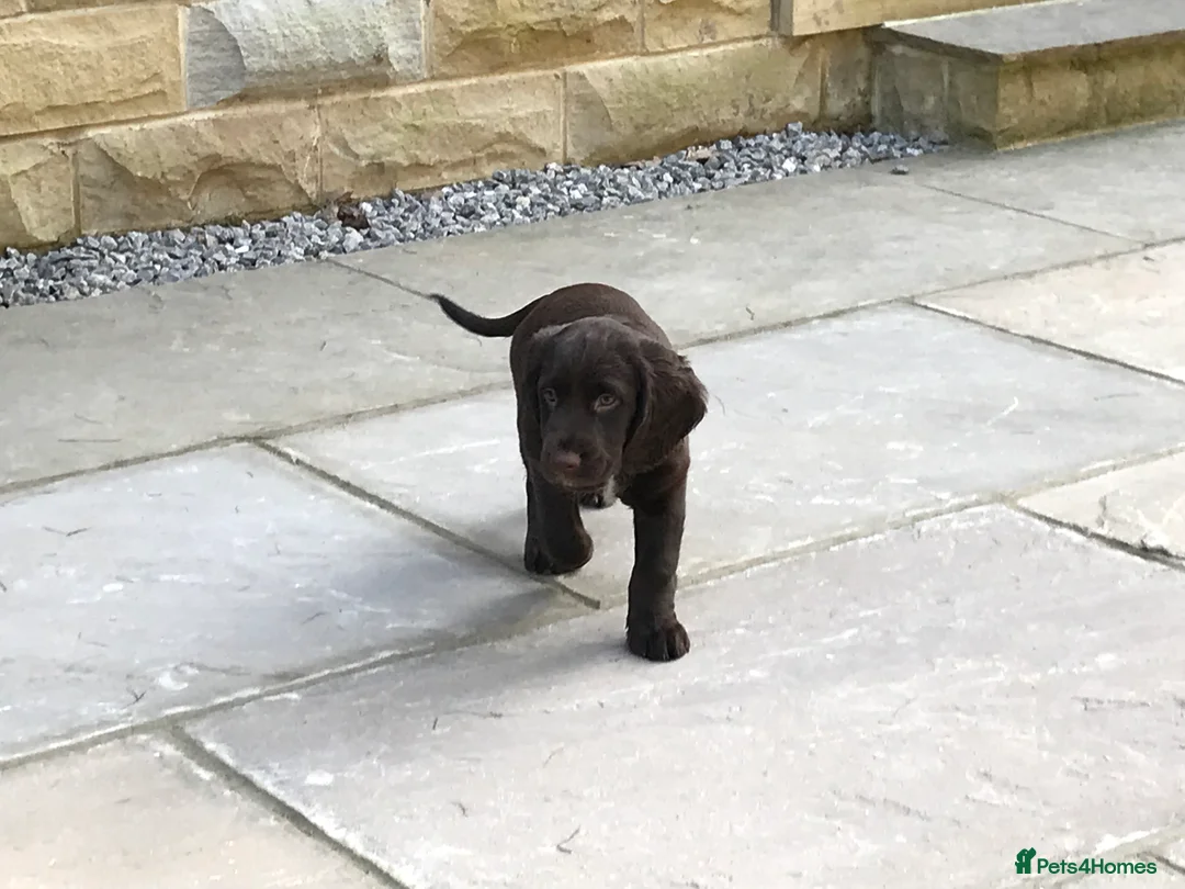 Cocker Spaniel dogs for stud: Cocker Spaniel for stud - NO FEE - Advert 12