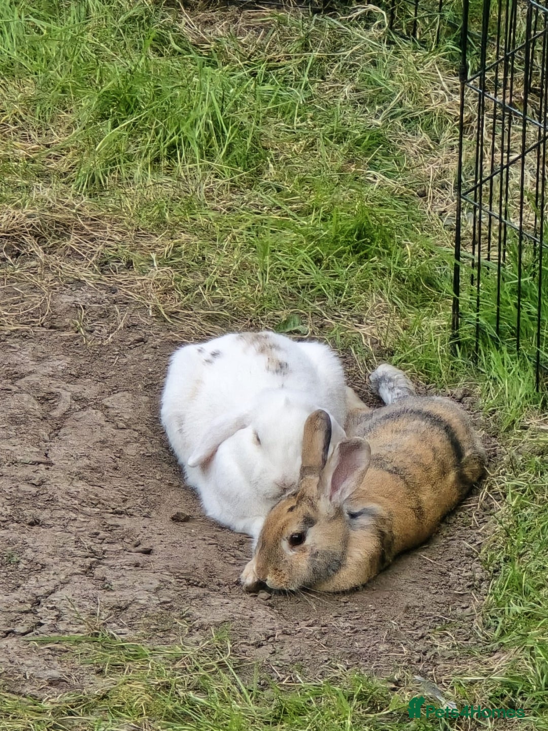 Mixed Breed rabbits for sale: 2 rabbits  - Advert 1