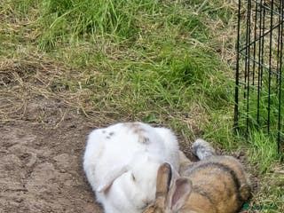 Mixed Breed rabbits 2 rabbits - Advert 4