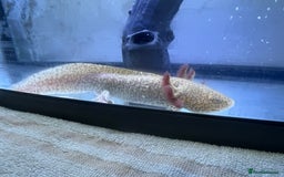 Axolotl reptiles for sale: Pair of Axolotls male and female with tank - Image 7