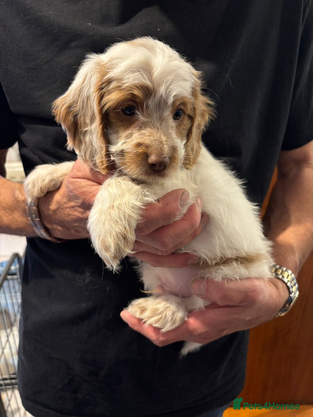 Cockapoo dogs for sale: F1 Cockapoo puppies  - Image 7