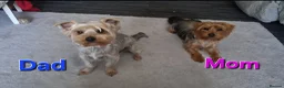 Yorkshire Terrier dogs for sale: 🐶 💖Pedigree Yorkshire Terrier Puppies💖 🐶 - Advert 3