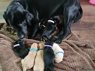 Labrador Retriever dogs Labradors - Advert 3