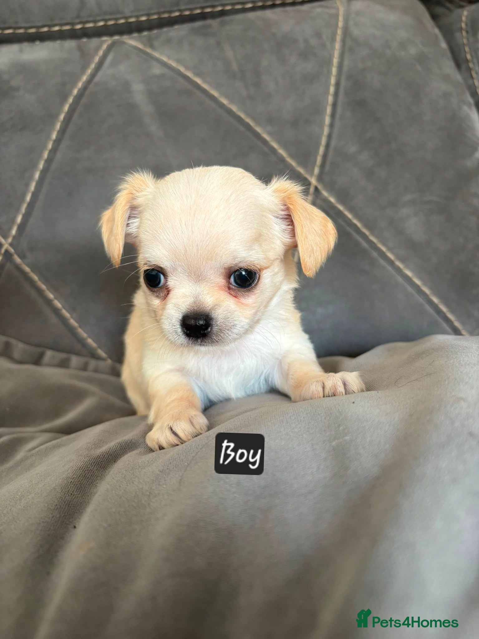 Chihuahua dogs Ready now Longhaired chihuahua puppies  - Advert 1
