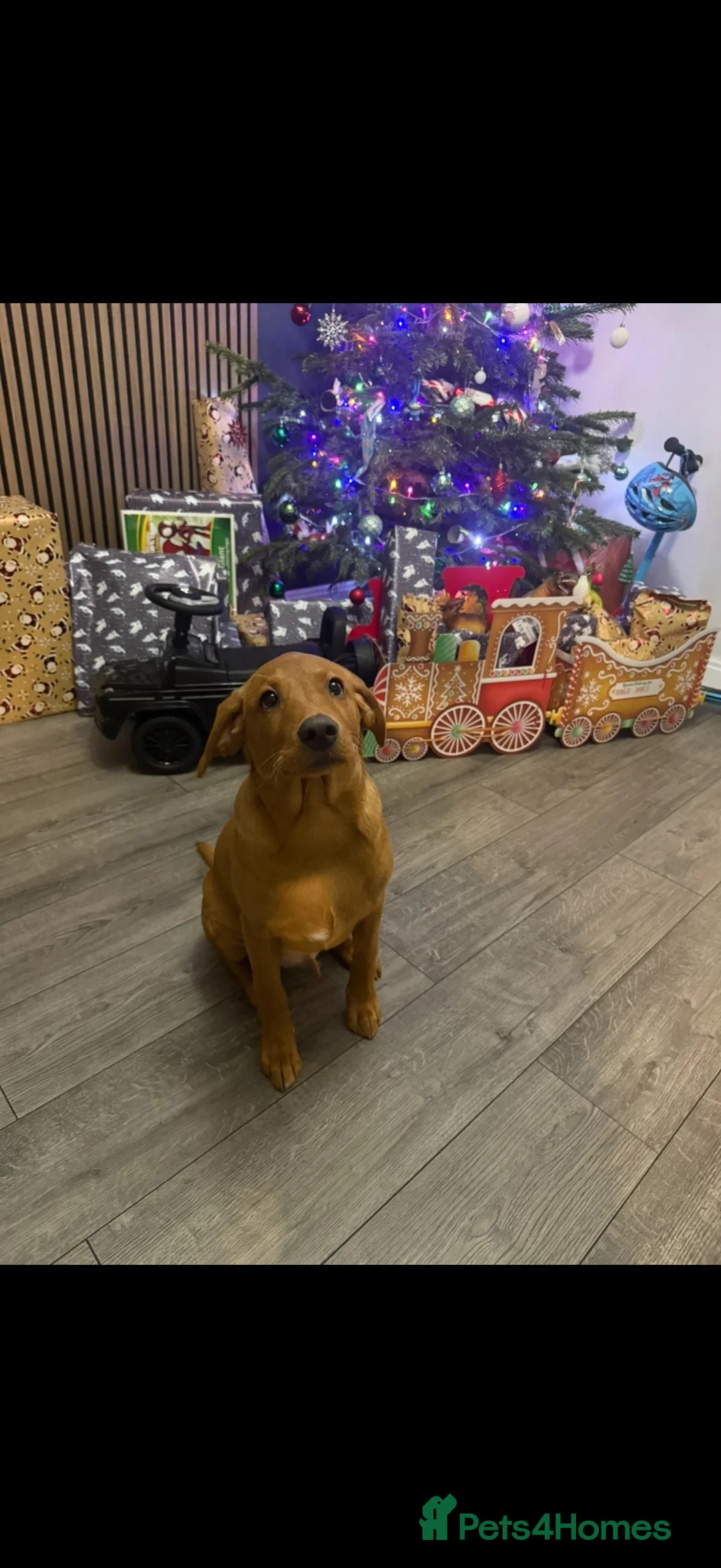 Labrador Retriever dogs for sale: Red fox Labrador  in Stafford - Advert 2