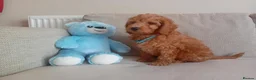 Goldendoodle dogs for sale: Adorable Goldendoodle Puppies - Advert 2