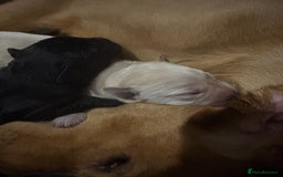 Labrador Retriever dogs for sale: 5 male labradors - Advert 10