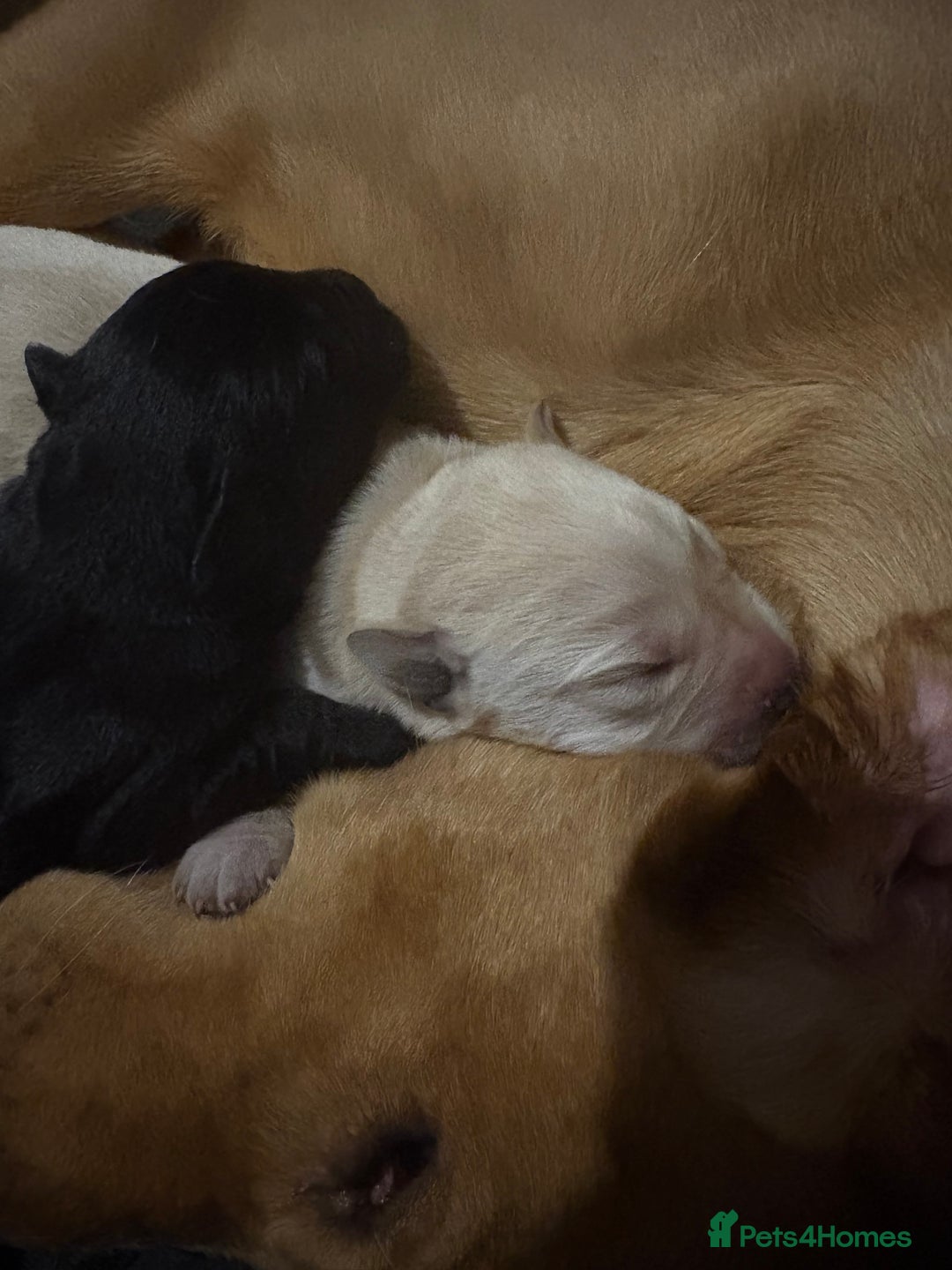 Labrador Retriever dogs for sale: 5 male labradors - Advert 10