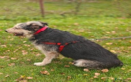 Mixed Breed dogs for adoption: 💙🐶 THEO 🐶💙 - Image 5