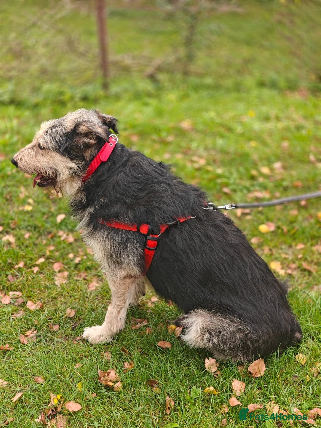 Mixed Breed dogs for adoption: 💙🐶 THEO 🐶💙 - Image 5