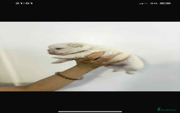 French Bulldog dogs for sale: Stunning Fluffy Frenchies Pink, Merle & Teddy Bear - Image 5