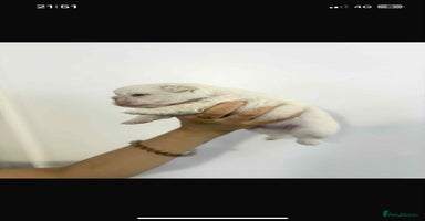 French Bulldog dogs - Advert 4