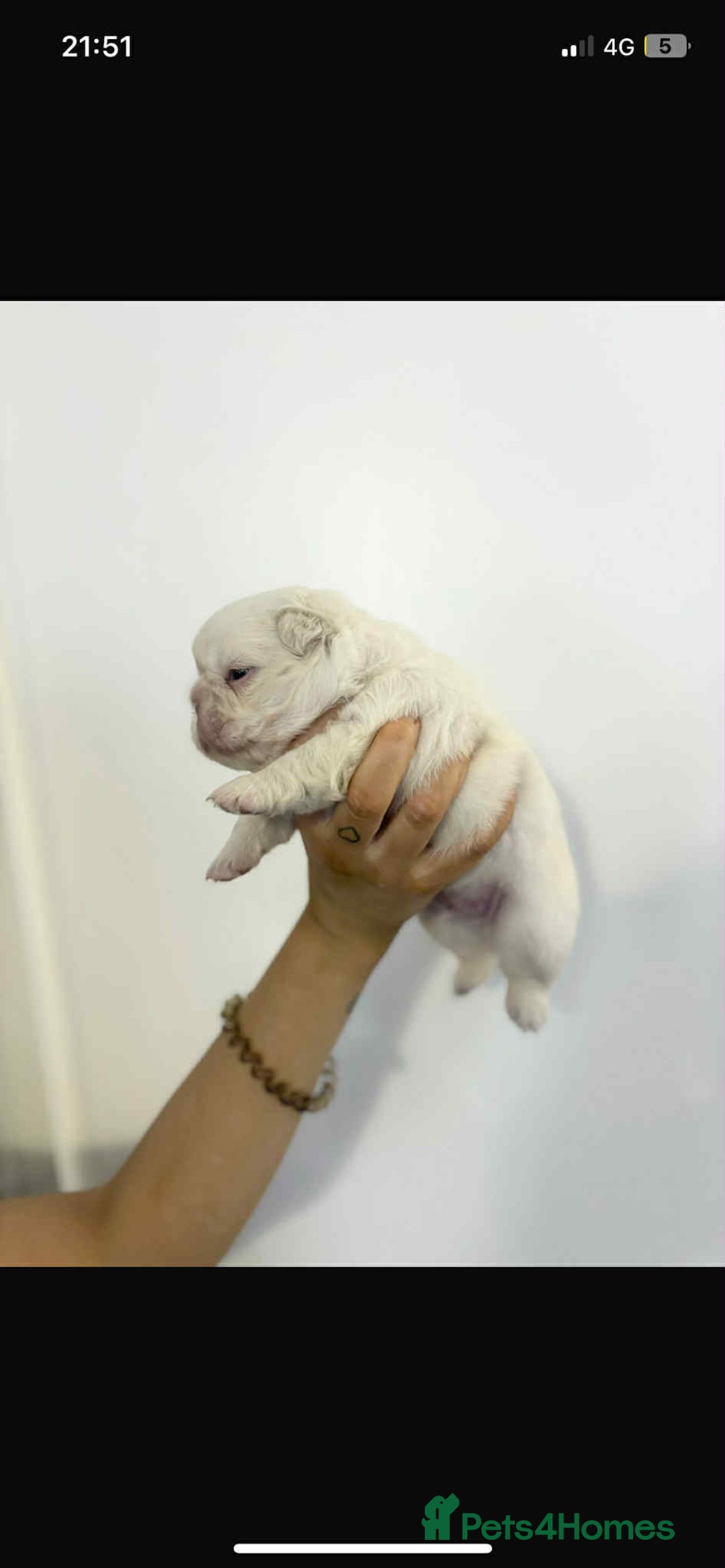 French Bulldog dogs for sale: Stunning Fluffy Frenchies Pink, Merle & Teddy Bear - Image 5