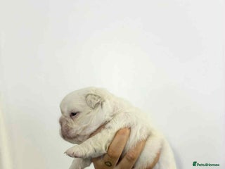 French Bulldog dogs - Advert 8