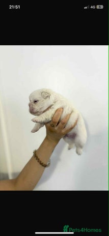 French Bulldog dogs - Advert 5