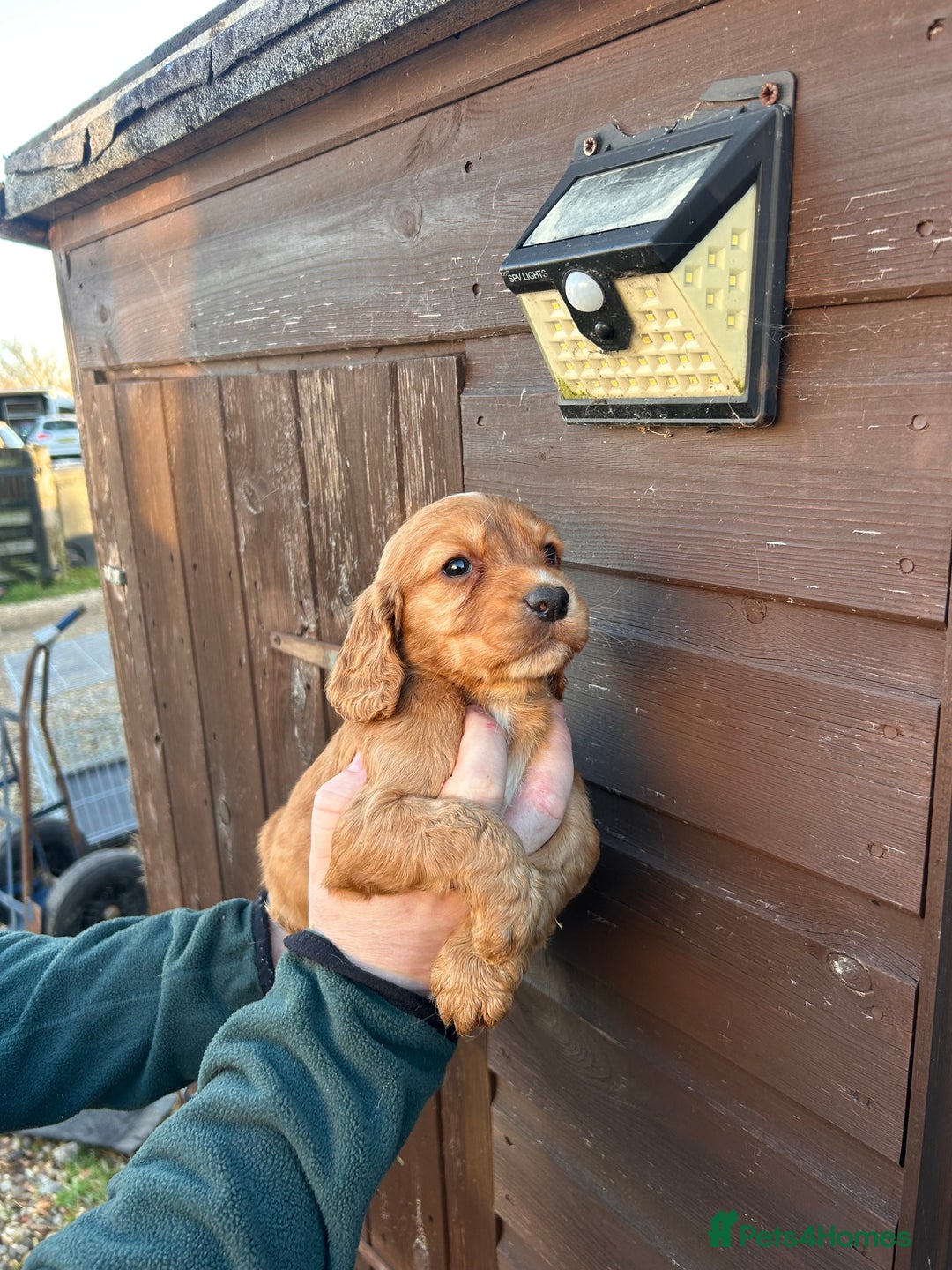 Cocker Spaniel dogs for sale: Cocker spaniel puppies  - Advert 4