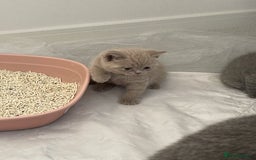 British Shorthair cats for sale: GCCF registered Champion bloodline BSH kittens - Image 27