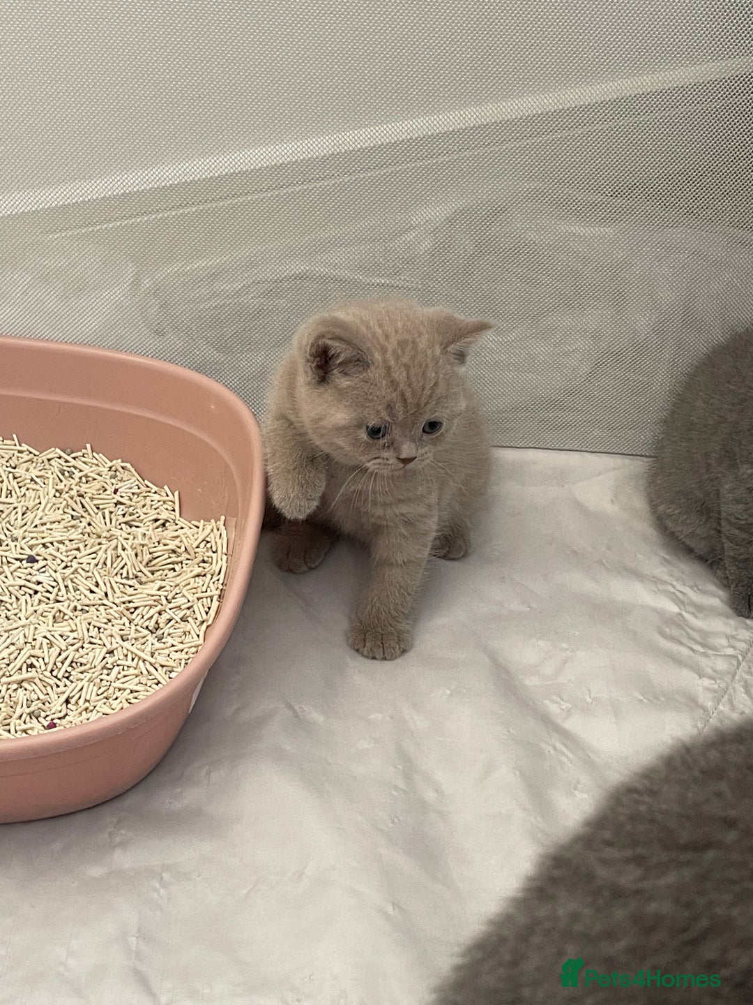 British Shorthair cats for sale: GCCF registered Champion bloodline BSH kittens - Image 27