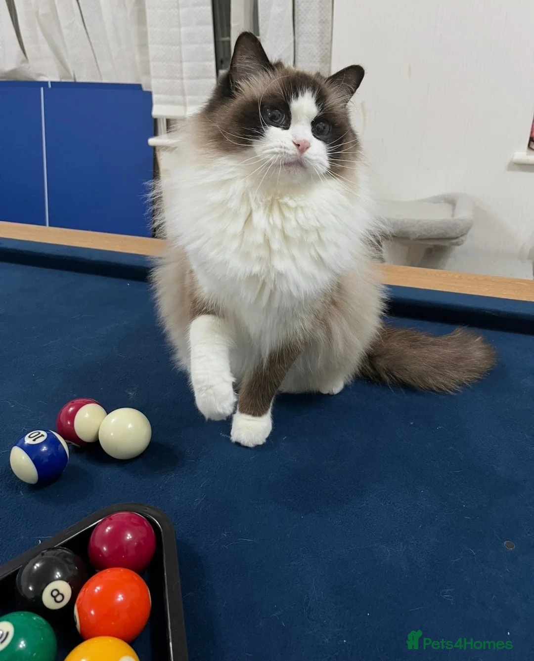 Ragdoll cats for sale: Two GCCF Registered Ragdoll Girls – Home Together - Advert 1