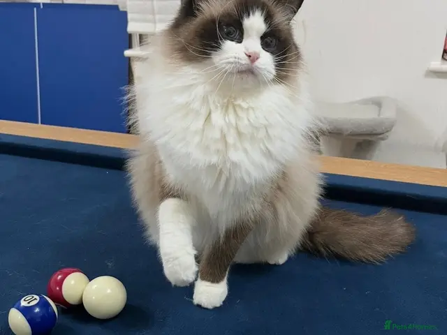 Ragdoll cats for sale: Two GCCF Registered Ragdoll Girls – Home Together - Advert 8